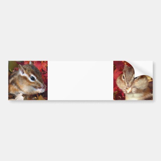 Chipmunk , Autumn (9) photo バンパーステッカー (正面)