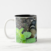 Chipmunk Eating And Collecting In The Garden Photo ツートーンマグカップ (左)