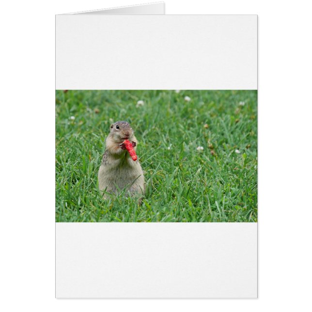 Chipmunk.JPG (正面)