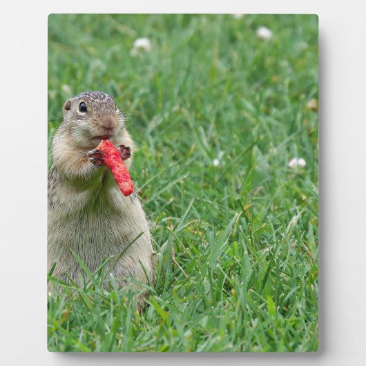 Chipmunk.JPG フォトプラーク (正面)