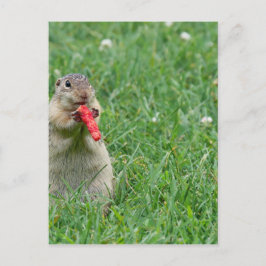 Chipmunk.JPG ポストカード