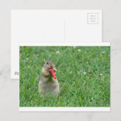 Chipmunk.JPG ポストカード (正面/裏面)
