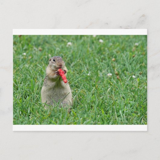 Chipmunk.JPG ポストカード (正面)