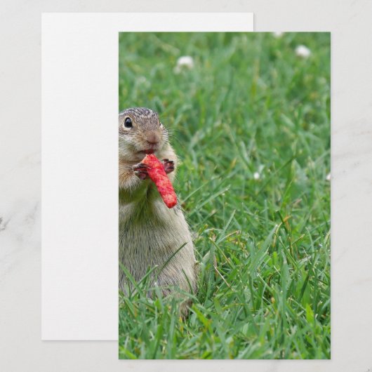 Chipmunk.JPG 便箋 (正面/裏面)