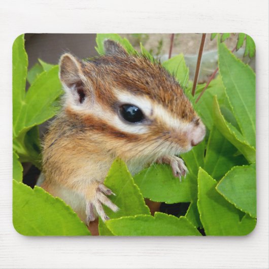Chipmunk photo (20-1) マウスパッド (正面)