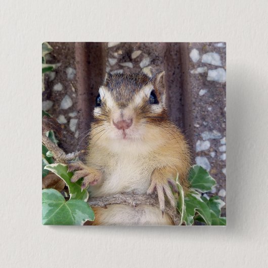 Chipmunk photo (20-3) 缶バッジ (正面)