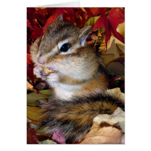 Chipmunk (photo) , Autumn