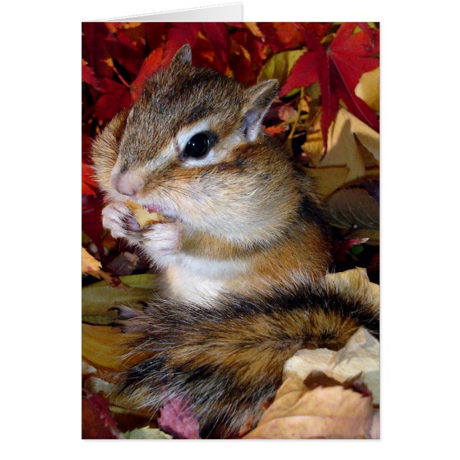 Chipmunk (photo) , Autumn (正面)