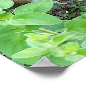 Chipmunk Photo In The Garden Eating Seeds  ポスター (角)