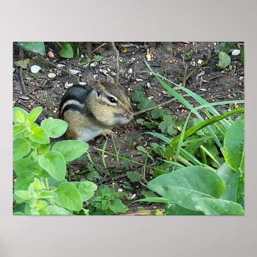 Chipmunk Photo In The Garden Eating Seeds  ポスター (正面)