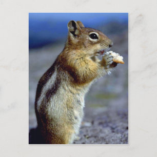 Chipmunk Standing And 食べ物 Profile ポストカード