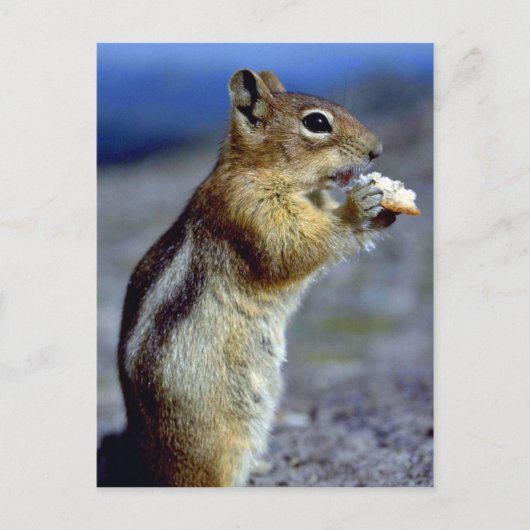 Chipmunk Standing And 食べ物 Profile ポストカード (正面)