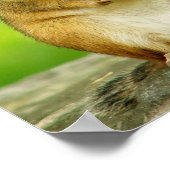 Chipmunk with Treat Poster ポスター (角)