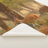 Chital or cheetal, Axis axis, spotted deers or axi シェルパブランケット (3/4)