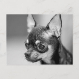 Chiwawaの純血の子犬 ポストカード