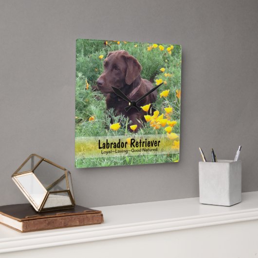 Chocolate Lab in a CaliforniPoppy Patch スクエア壁時計 (オフィス)