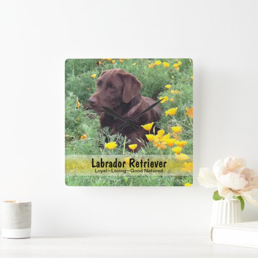 Chocolate Lab in a CaliforniPoppy Patch スクエア壁時計 (ホーム)