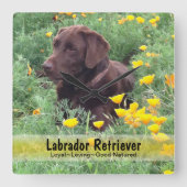 Chocolate Lab in a CaliforniPoppy Patch スクエア壁時計 (正面)
