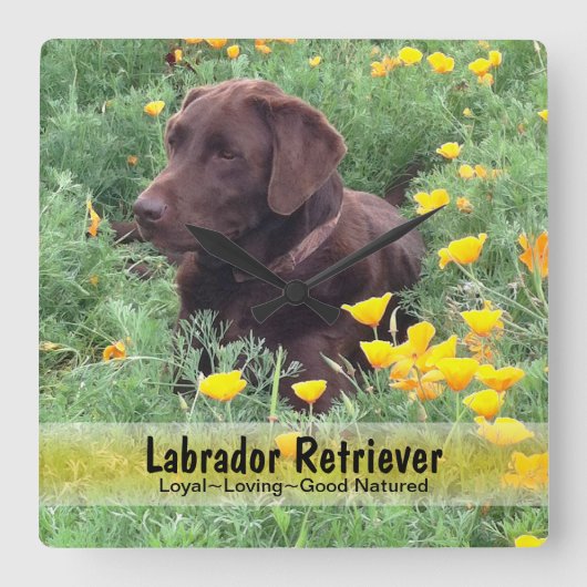 Chocolate Lab in a CaliforniPoppy Patch スクエア壁時計 (正面)
