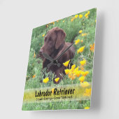 Chocolate Lab in a CaliforniPoppy Patch スクエア壁時計 (傾斜)