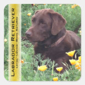 Chocolate Lab in California Poppy Patch カスタム スクエアシール (正面)