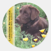 Chocolate Lab in California Poppy Patch カスタム ラウンドシール (正面)