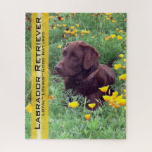 Chocolate Lab in California Poppy Patch