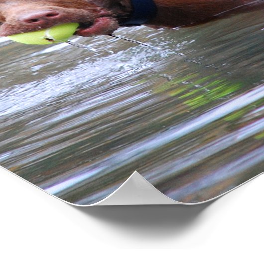 Chocolate Lab Pit Mix Dog With Ball ポスター (角)