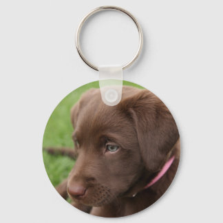 Chocolate Lab Pup Keychain キーホルダー