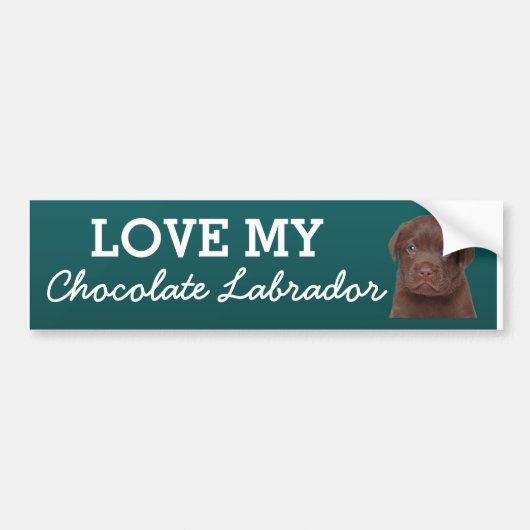 Chocolate Labrador バンパーステッカー (正面)
