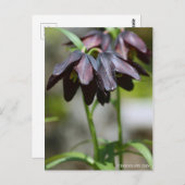 Chocolate Lily ポストカード (正面/裏面)