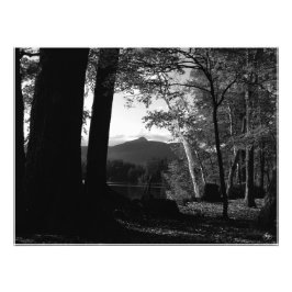 Chocorua Sunset Open Editの白い樺の木。プリント フォトプリント