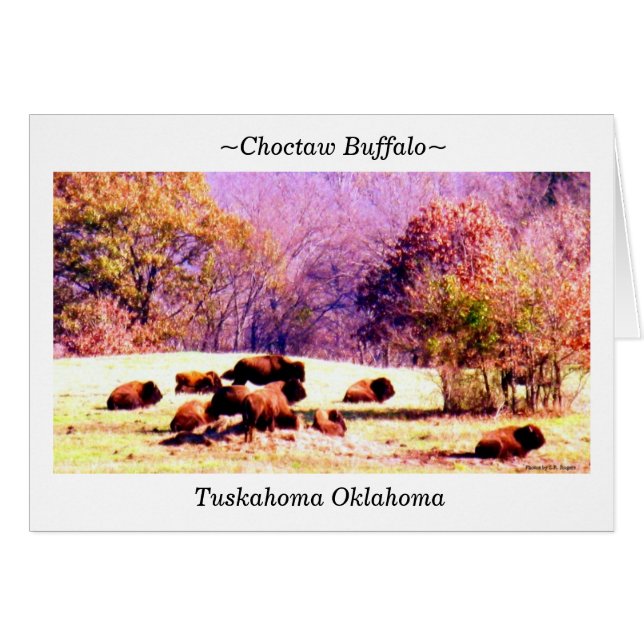 ~Choctaw Buffalo~ (正面横)