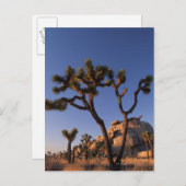Chollaのサボテンおよび帽子は、ジョシュアツリー揺れます ポストカード (正面/裏面)