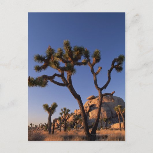 Chollaのサボテンおよび帽子は、ジョシュアツリー揺れます ポストカード (正面)