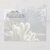 Cholla Cactus, Agave, Saguaro National Park, AZ Po ポストカード (裏面)