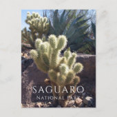 Cholla Cactus, Agave, Saguaro National Park, AZ Po ポストカード (正面)