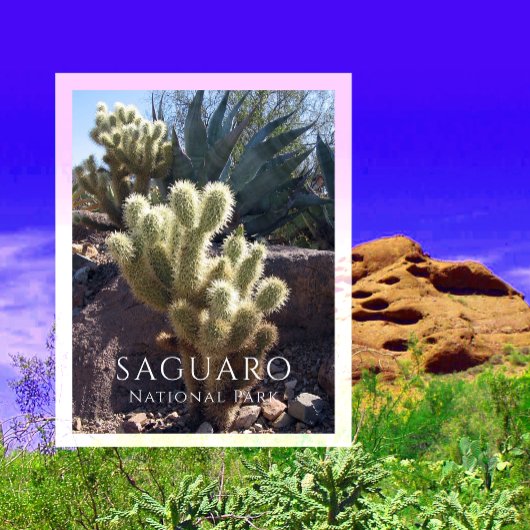 Cholla Cactus, Agave, Saguaro National Park, AZ Po ポストカード