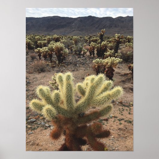 Cholla Cactus Joshua Tree Park写真 ポスター (正面)