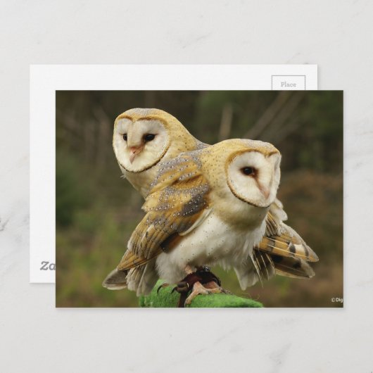 Chouette ポストカード (正面/裏面)