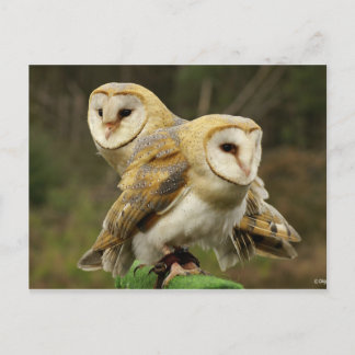 Chouette ポストカード