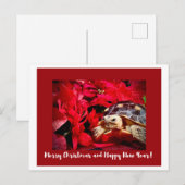 Christmas Baby Sulcata Turtle and red poinsettias ポストカード (正面/裏面)