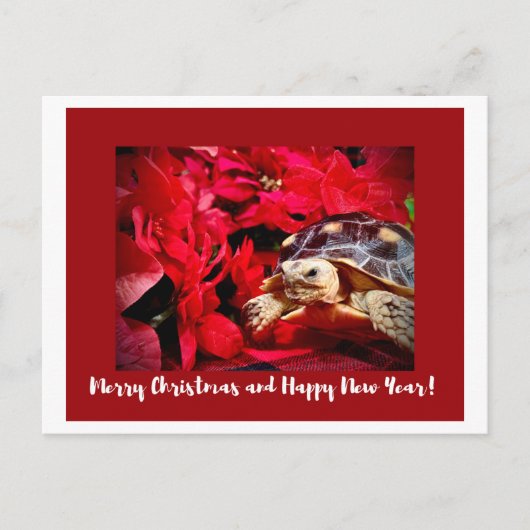 Christmas Baby Sulcata Turtle and red poinsettias ポストカード (正面)