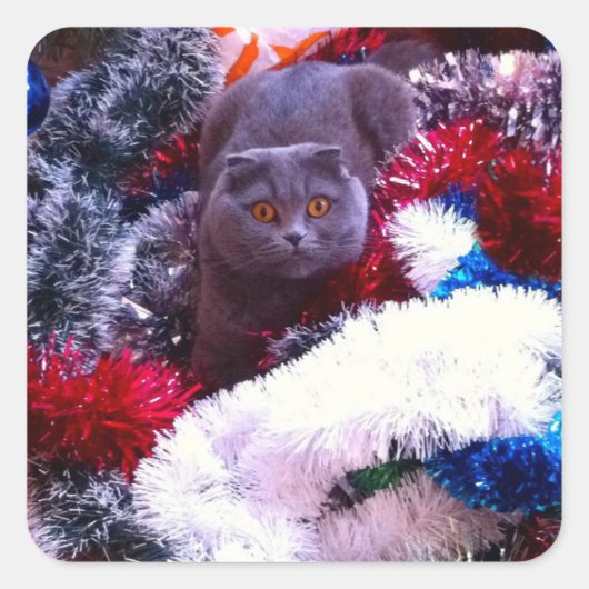 Christmas British blue cat スクエアシール (正面)