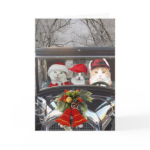 Christmas Cats in Car