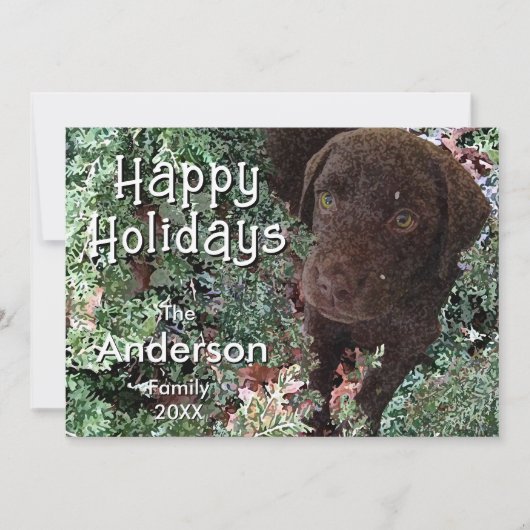 Christmas Chocolate Labrador Dog "Happy Holidays"  カード (正面)