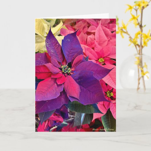 Christmas Poinsettias カード (黄色い花)