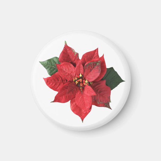 Christmas Red Poinsettia  マグネット (正面)