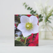 Christmas Rose [Postcard] ポストカード (スタンド正面)