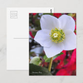 Christmas Rose [Postcard] ポストカード (正面/裏面)